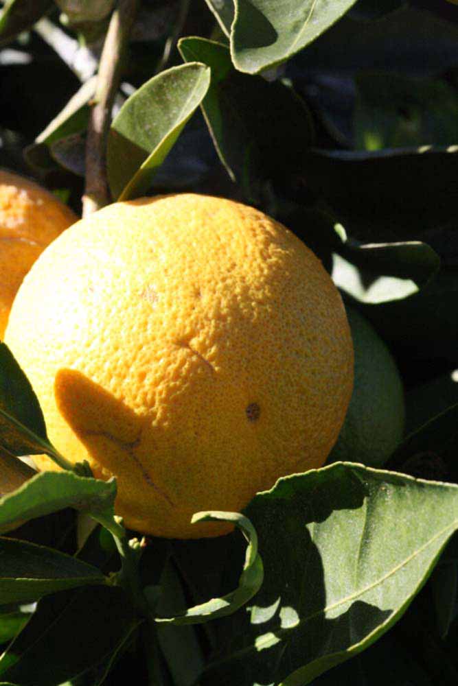              Fruit (Riverside, CA)       